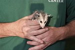 Orphan baby Opossum