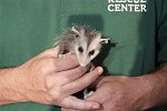 Orphan baby Opossum